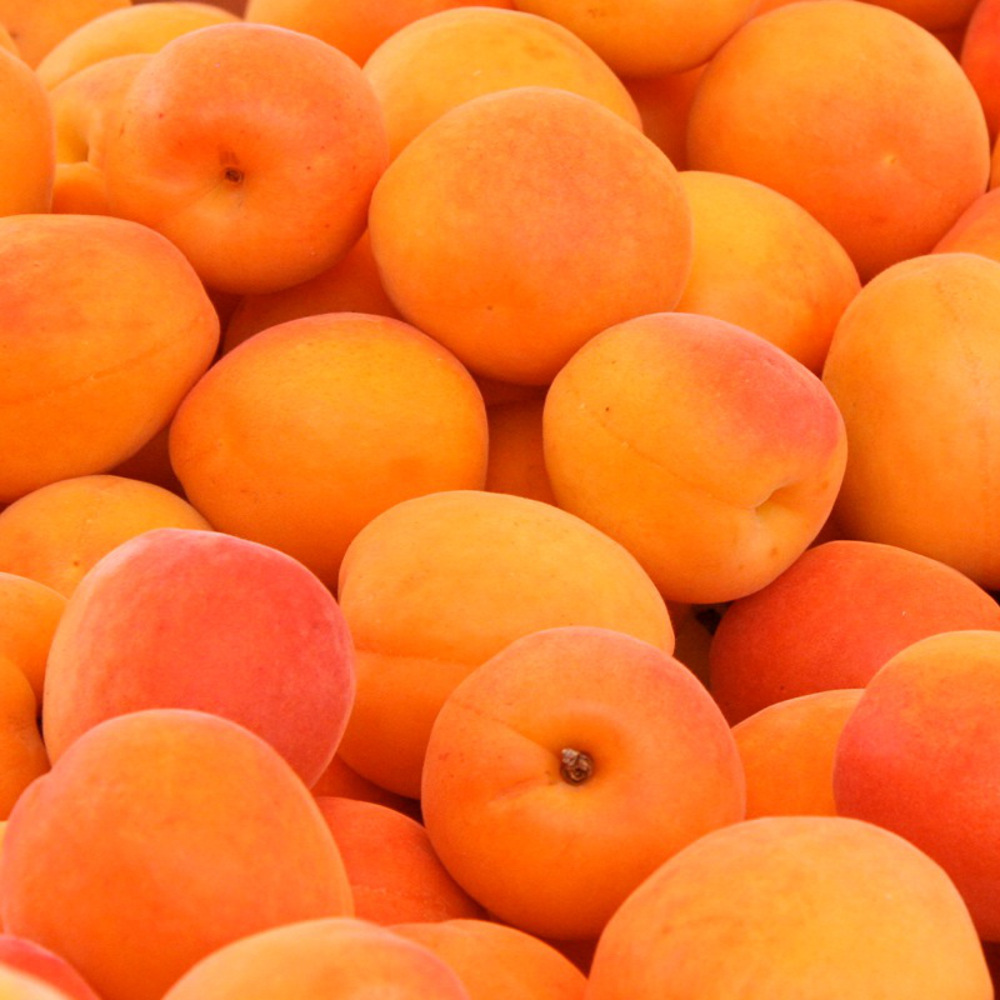 apricots-bright-as-sunshine