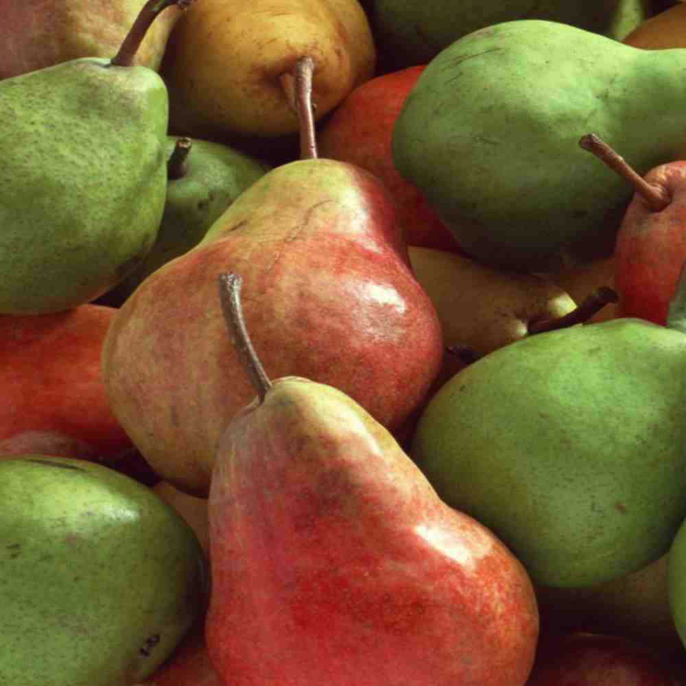 pears-variety-ripe-tasty-fruit