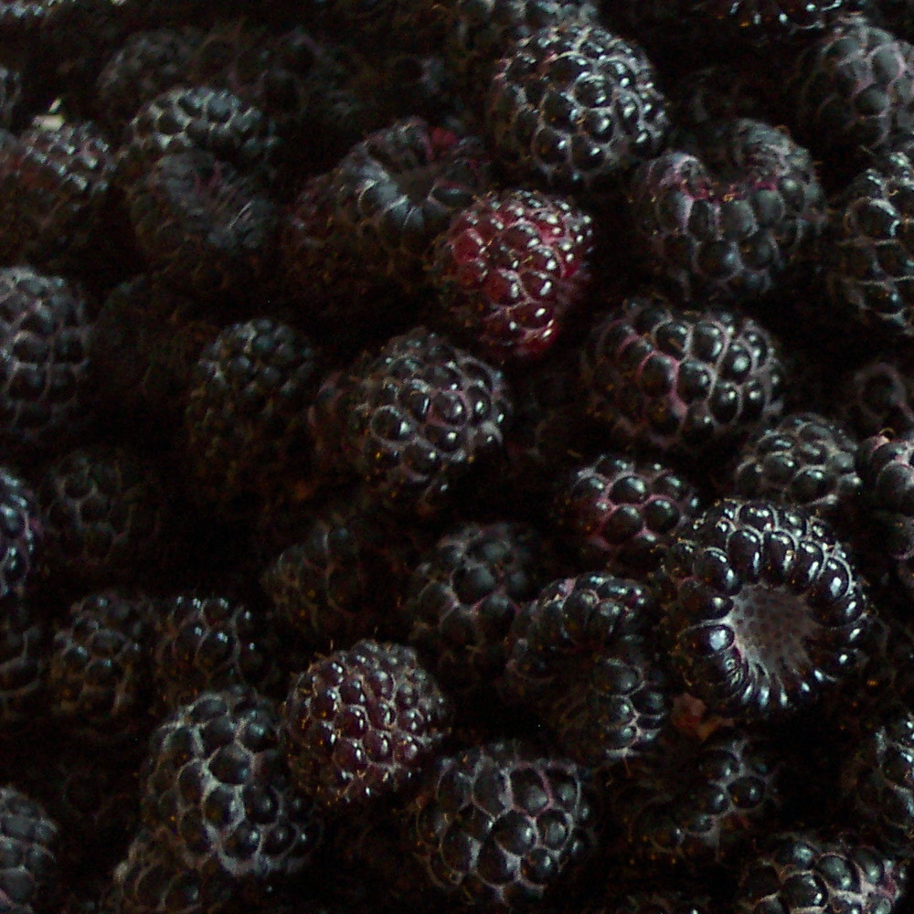 blackberry-muffins-005