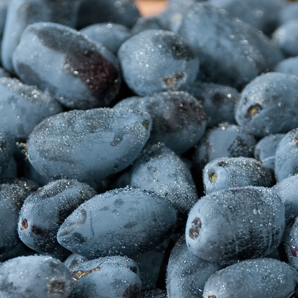 haskap-berries-courtesy-shutterstock