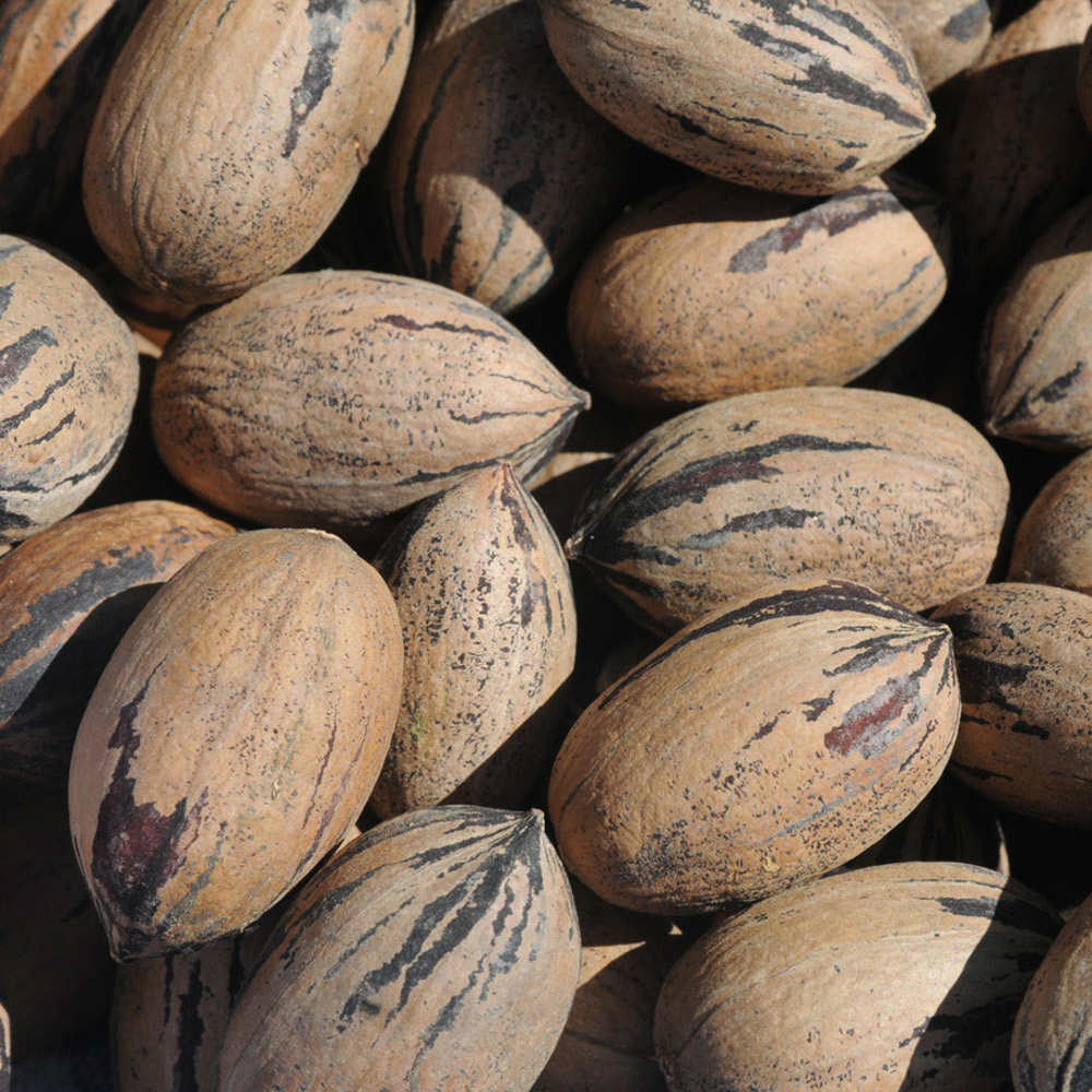 Mississippi pecan growers should see average yields as they begin harvesting the 2010 crop. (Photo by MSU Ag Communications/Kat Lawrence)